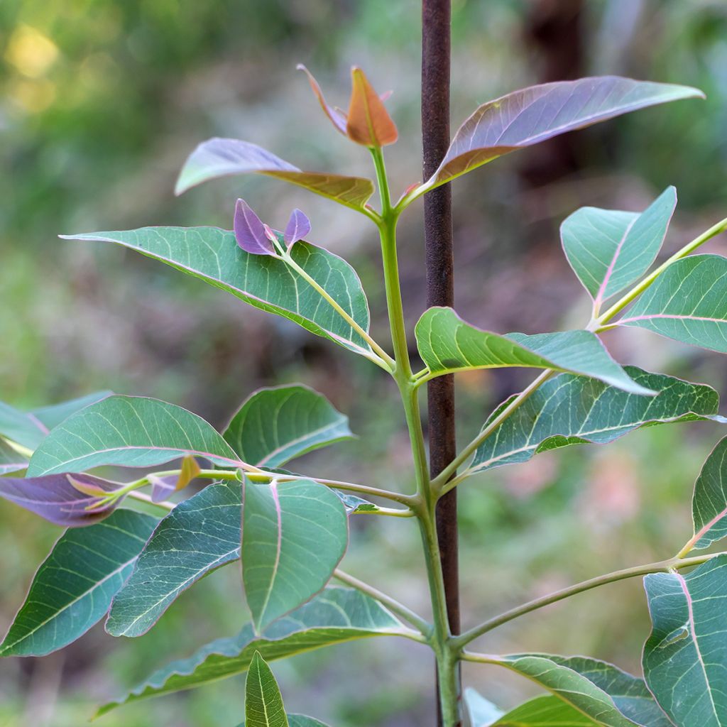 Eucalyptus deglupta - Eucalipto arcoíris