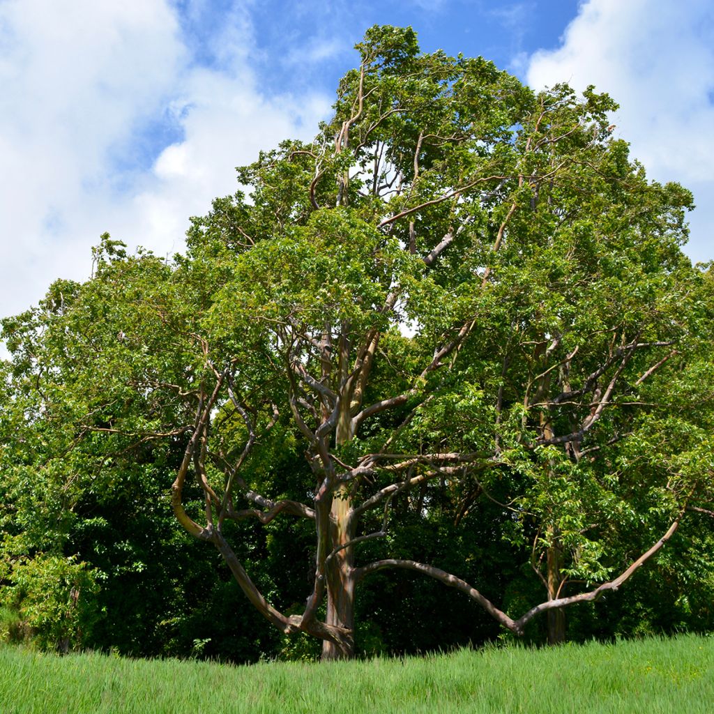 Eucalyptus deglupta - Eucalipto arcoíris