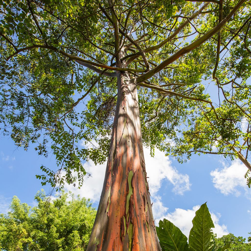 Eucalyptus deglupta - Eucalipto arcoíris