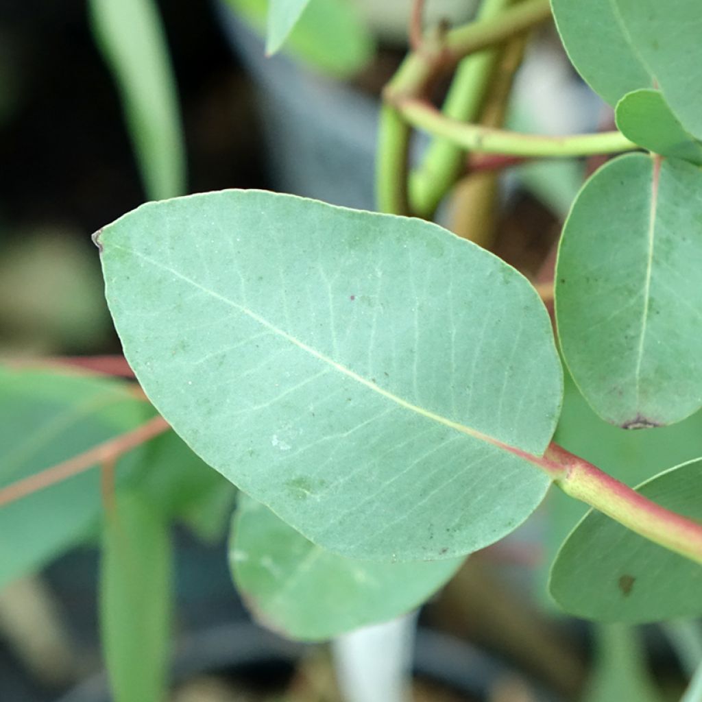 Eucalyptus elliptica