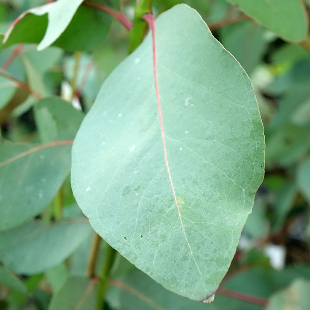 Eucalyptus elliptica