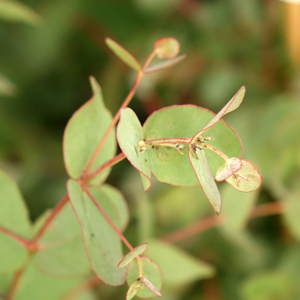 Eucalyptus goniocalyx Dwarf form