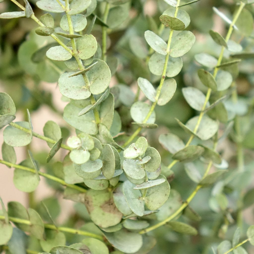 Eucalyptus gunnii Azura Cagire