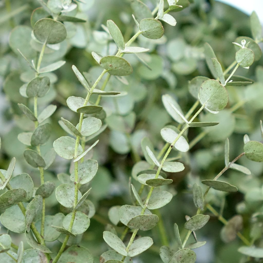 Eucalyptus gunnii Azura Cagire