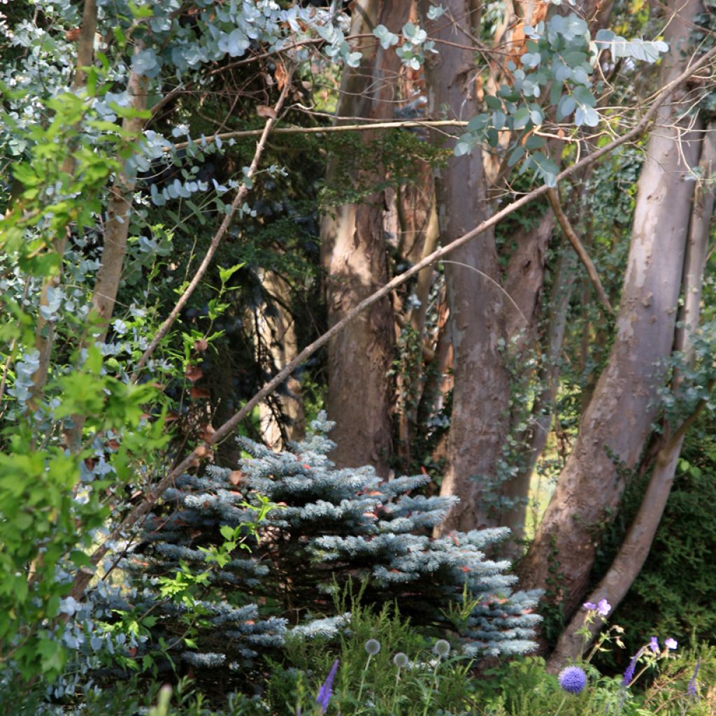 Eucalipto de Gunn - Eucalyptus gunnii