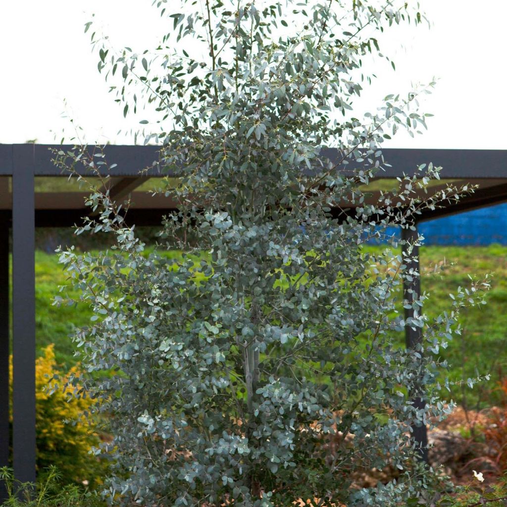 Eucalyptus gunnii Silverana