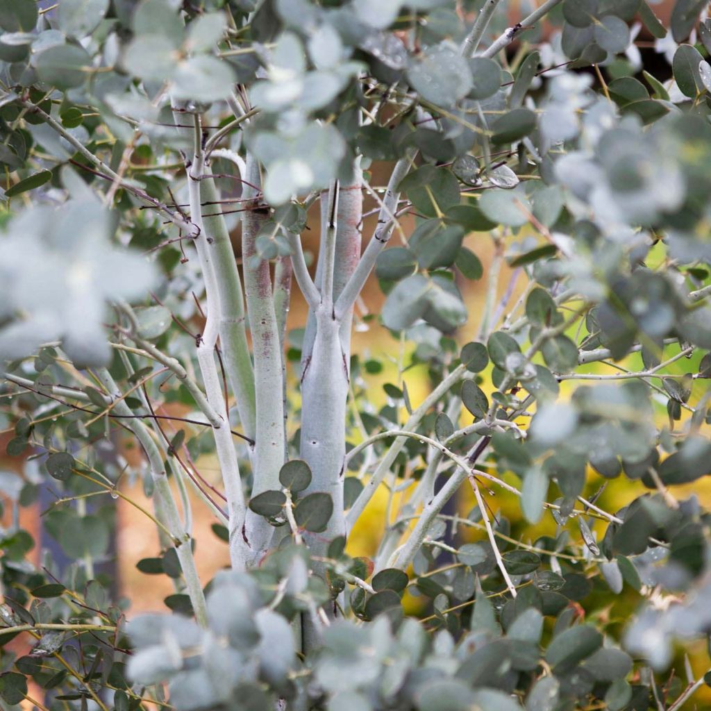 Eucalyptus gunnii Silverana