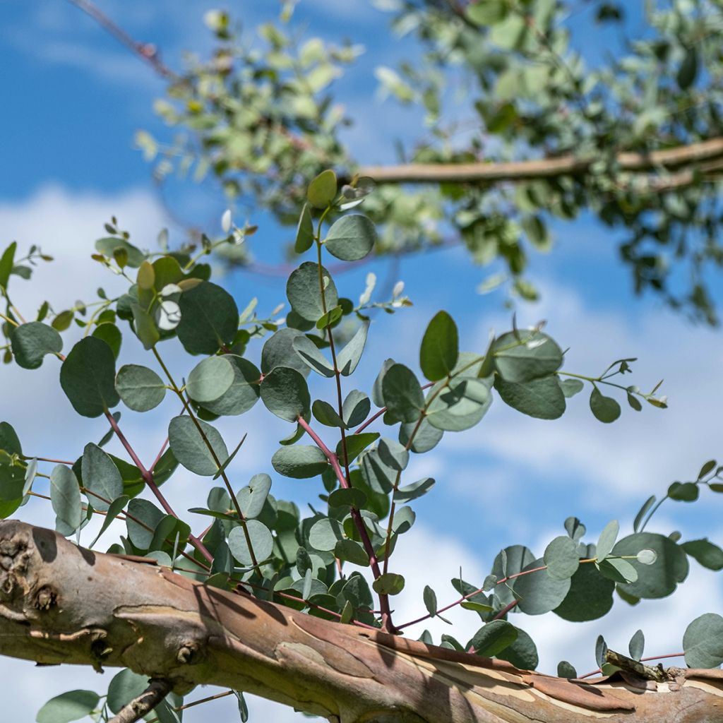 Eucalyptus gunnii subsp divaricata