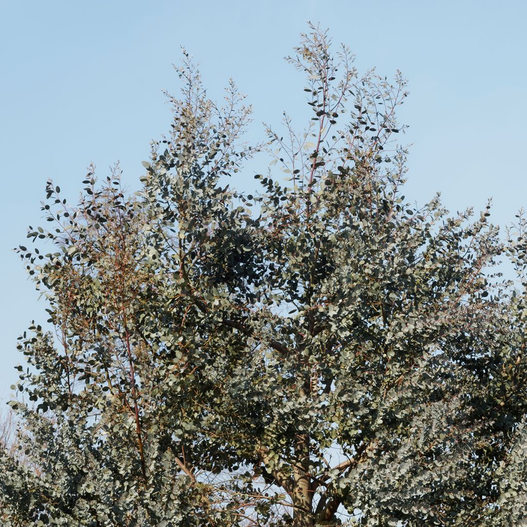 Eucalyptus gunnii subsp divaricata