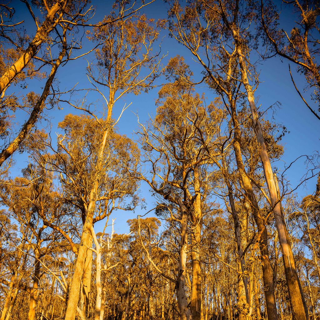 Eucalyptus johnstonii - Eucalipto de Johnston