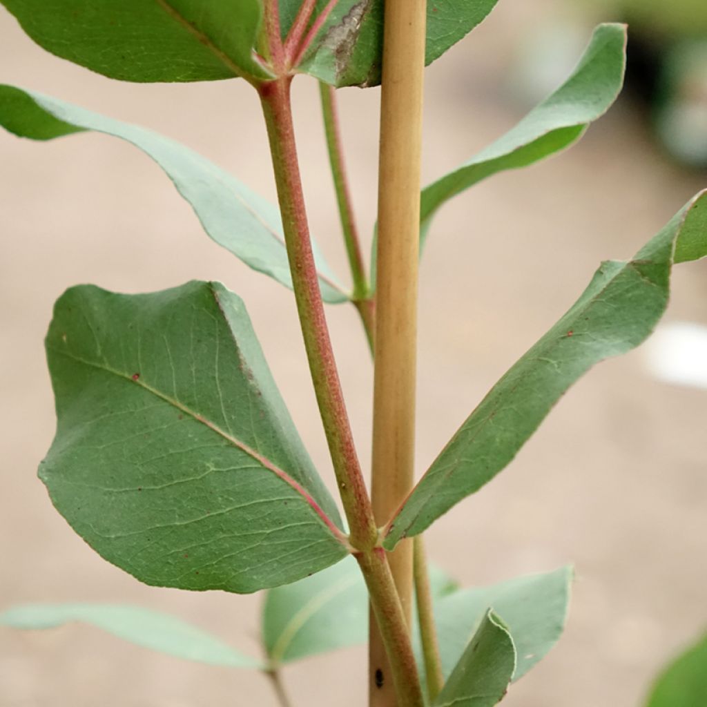 Eucalyptus kitsoniana