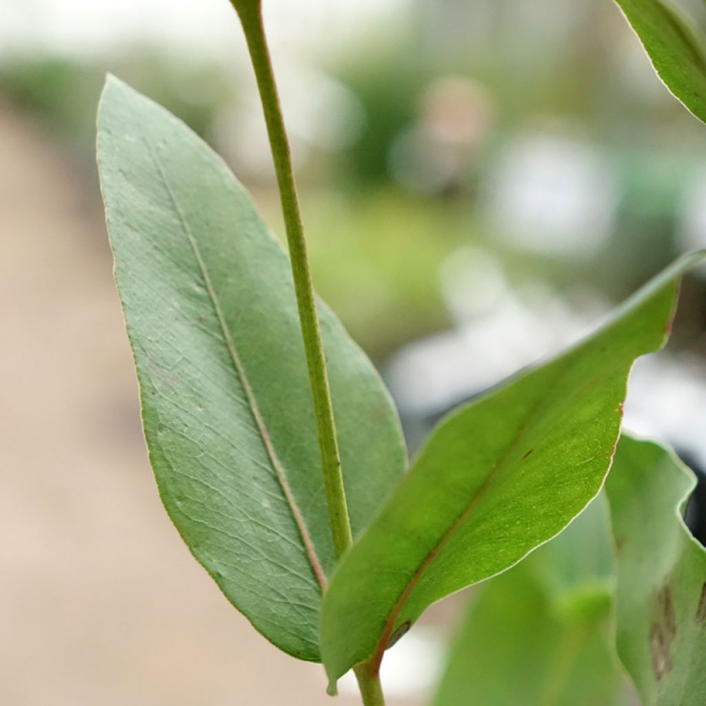 Eucalyptus kitsoniana