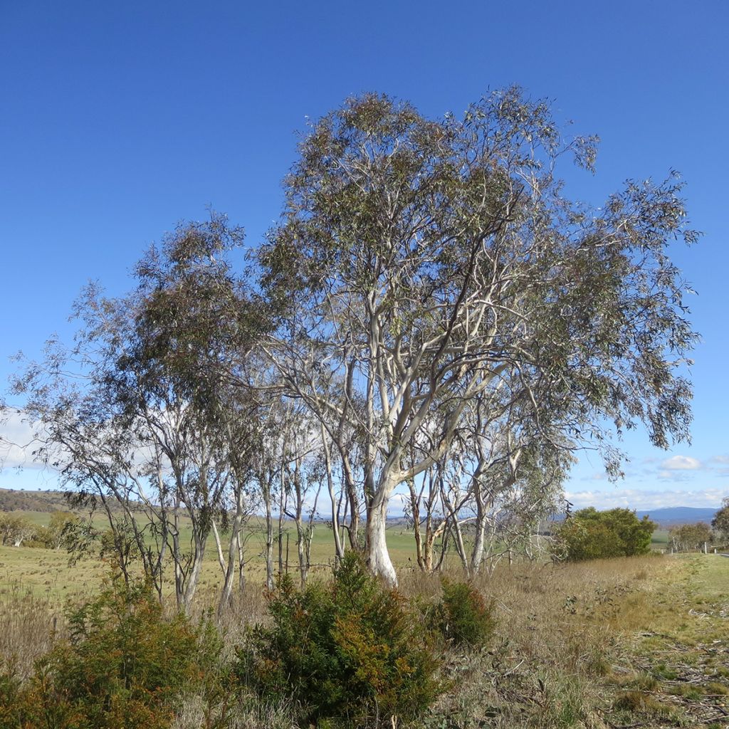 Eucalyptus lacrimans - Eucalipto llorón