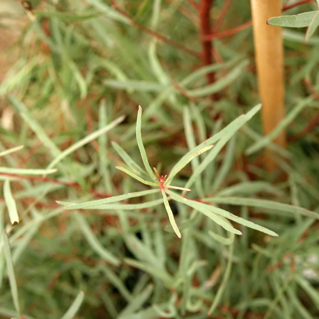 Eucalyptus nicholii