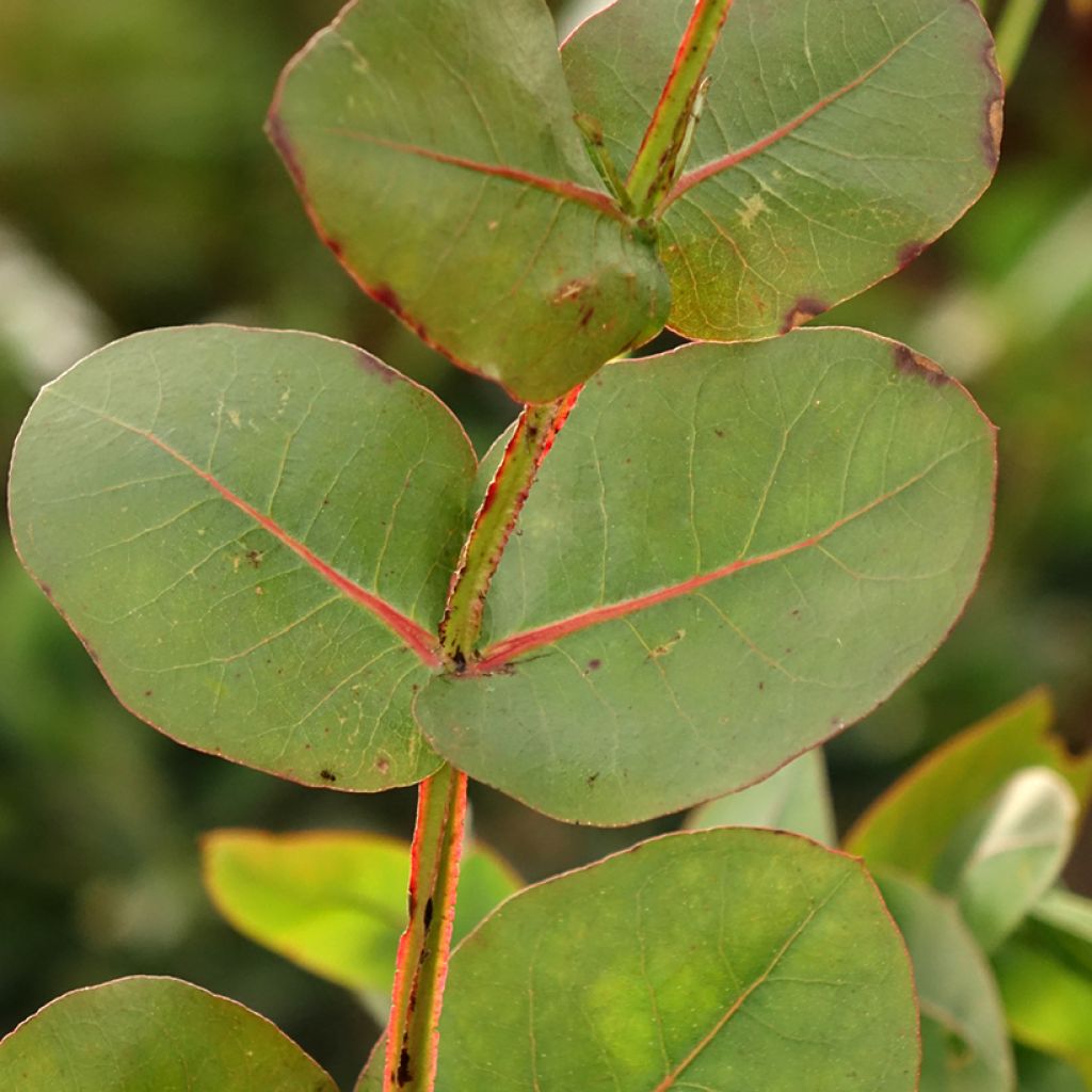 Eucalyptus nitens