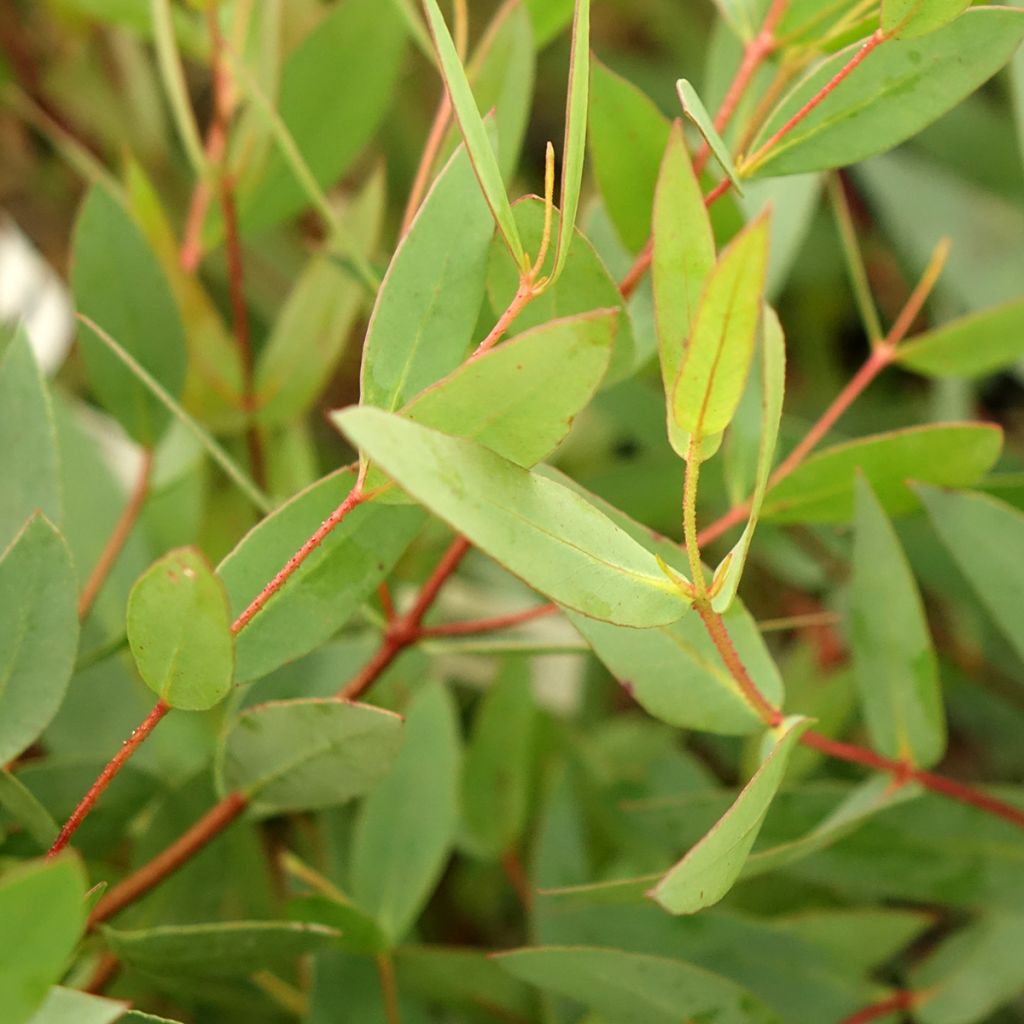 Eucalyptus nitida - Eucalipto pulido