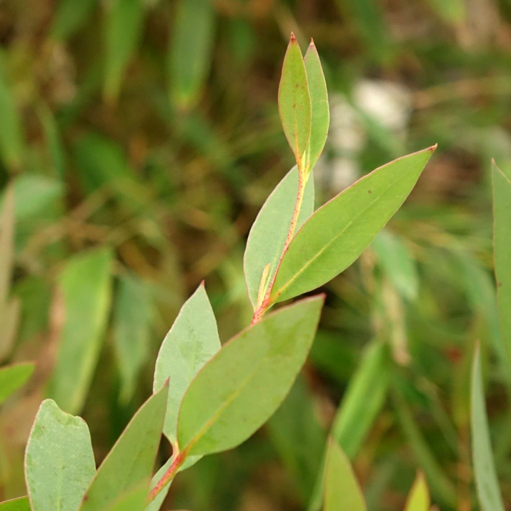 Eucalyptus nitida - Eucalipto pulido