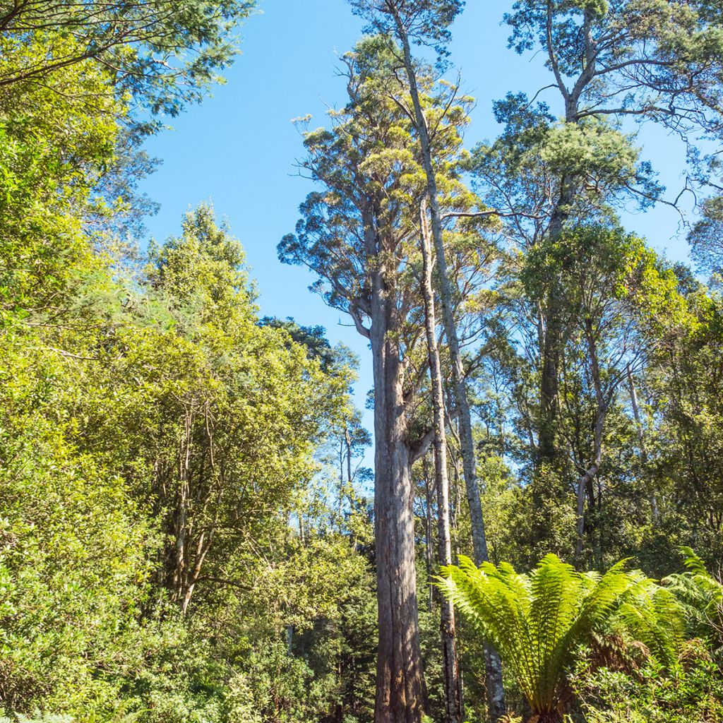 Eucalyptus obliqua