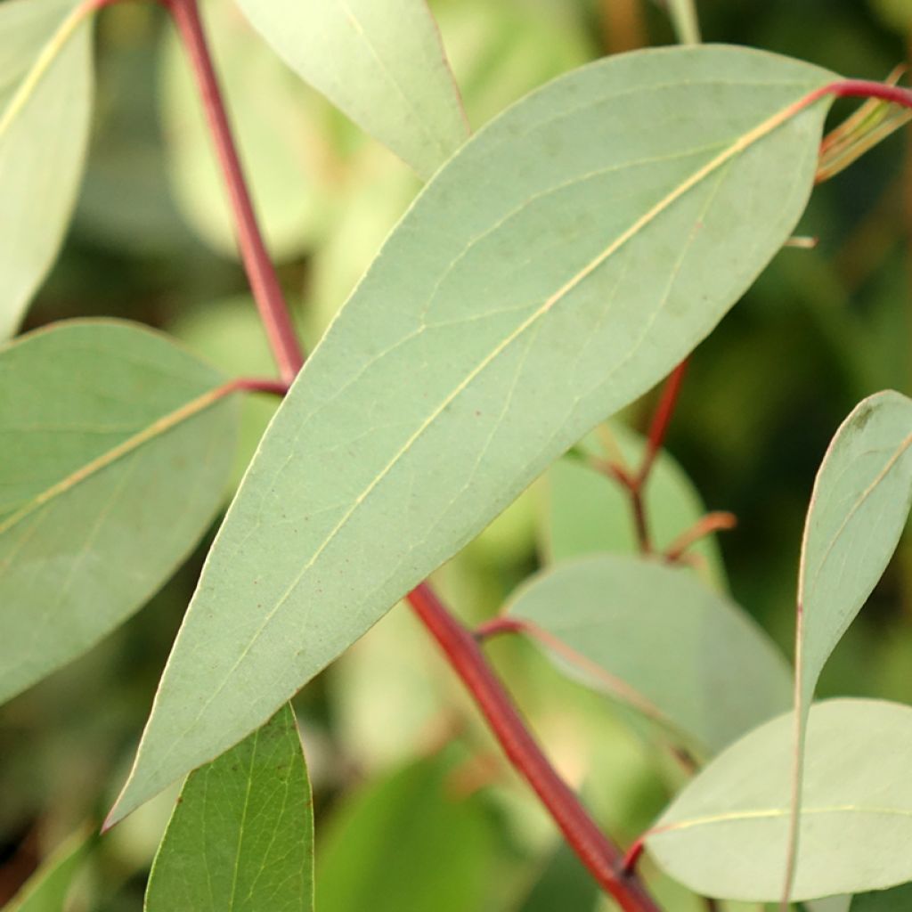 Eucalyptus pauciflora subsp. niphophila Mt Bogong