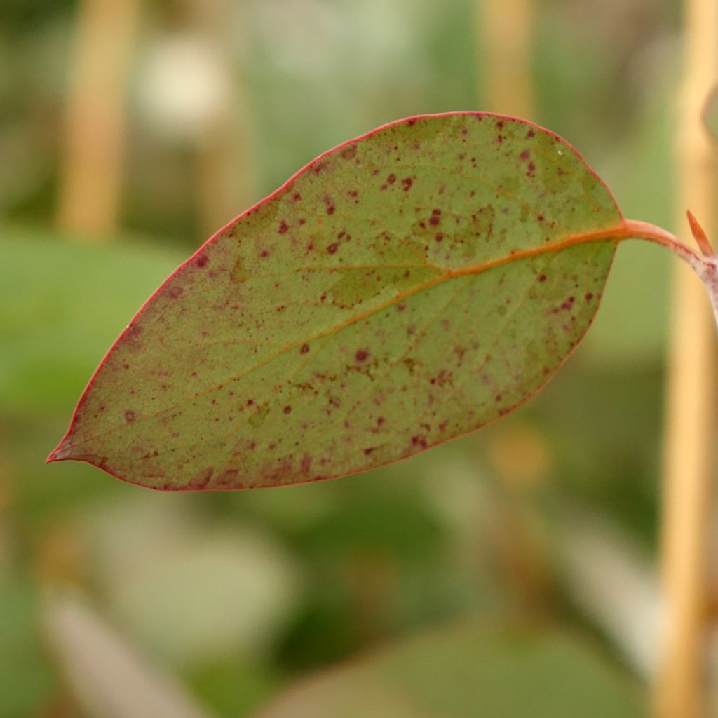 Eucalyptus pauciflora subsp. pauciflora Buffalo