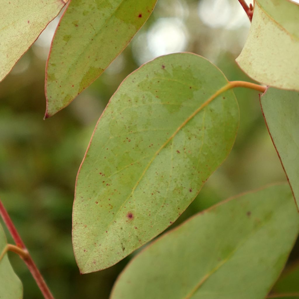 Eucalyptus pauciflora subsp. pauciflora Buffalo