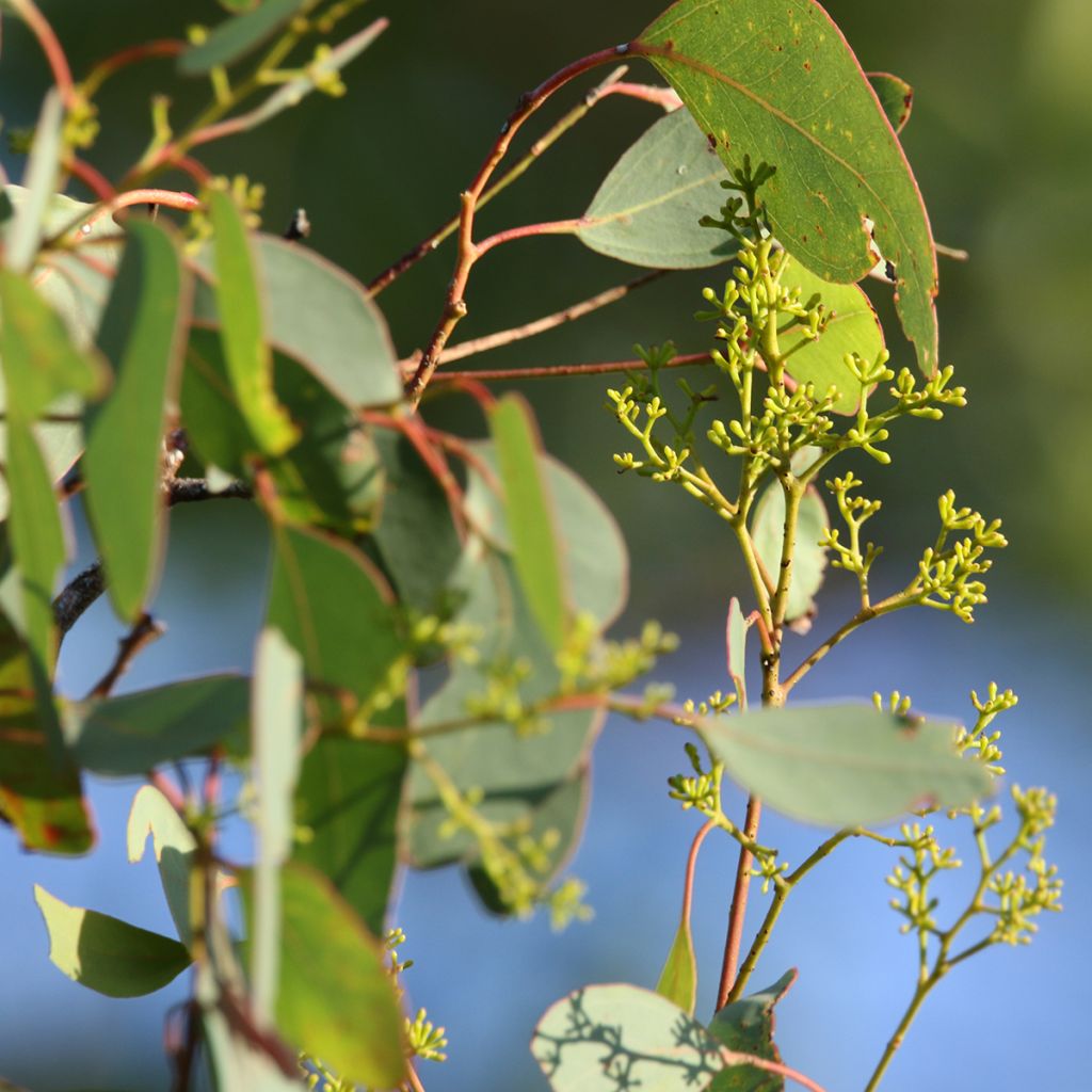 Eucalyptus polyanthemos - Eucalipto de muchas flores