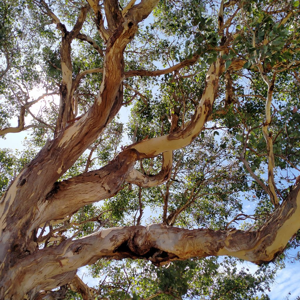 Eucalyptus polyanthemos - Eucalipto de muchas flores