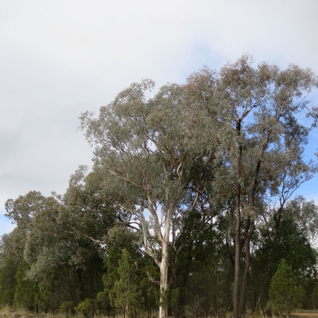 Eucalyptus polyanthemos - Eucalipto de muchas flores