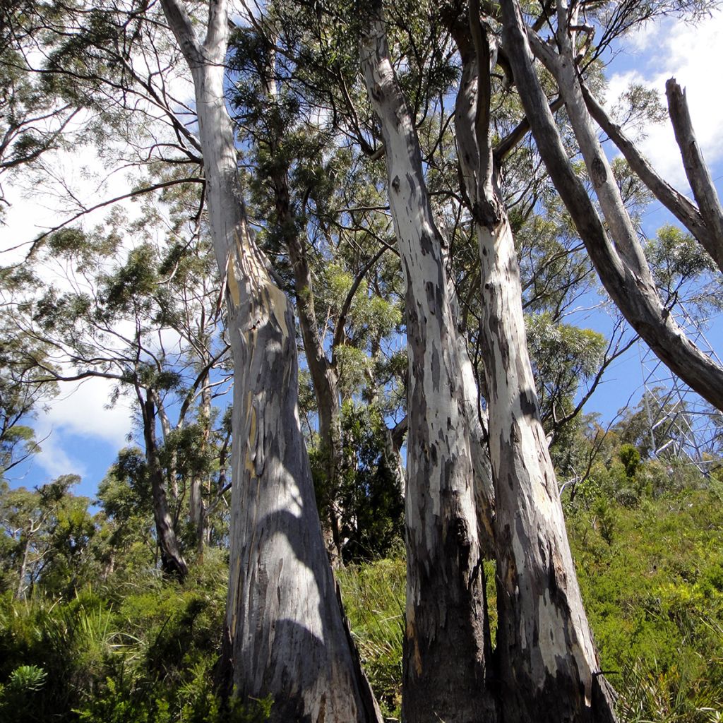 Eucalyptus pulchella - Eucalipto hermoso