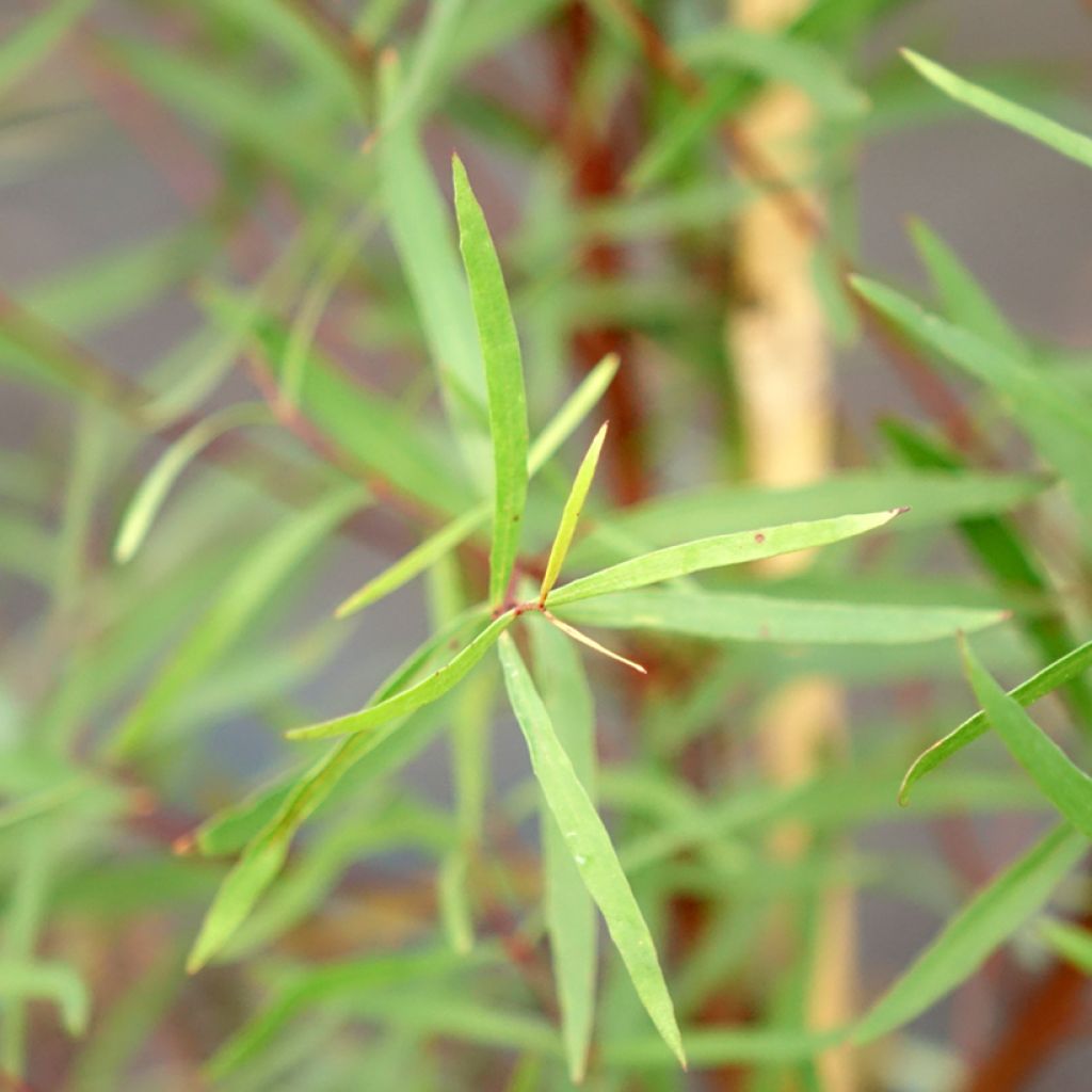 Eucalyptus pulchella - Eucalipto hermoso