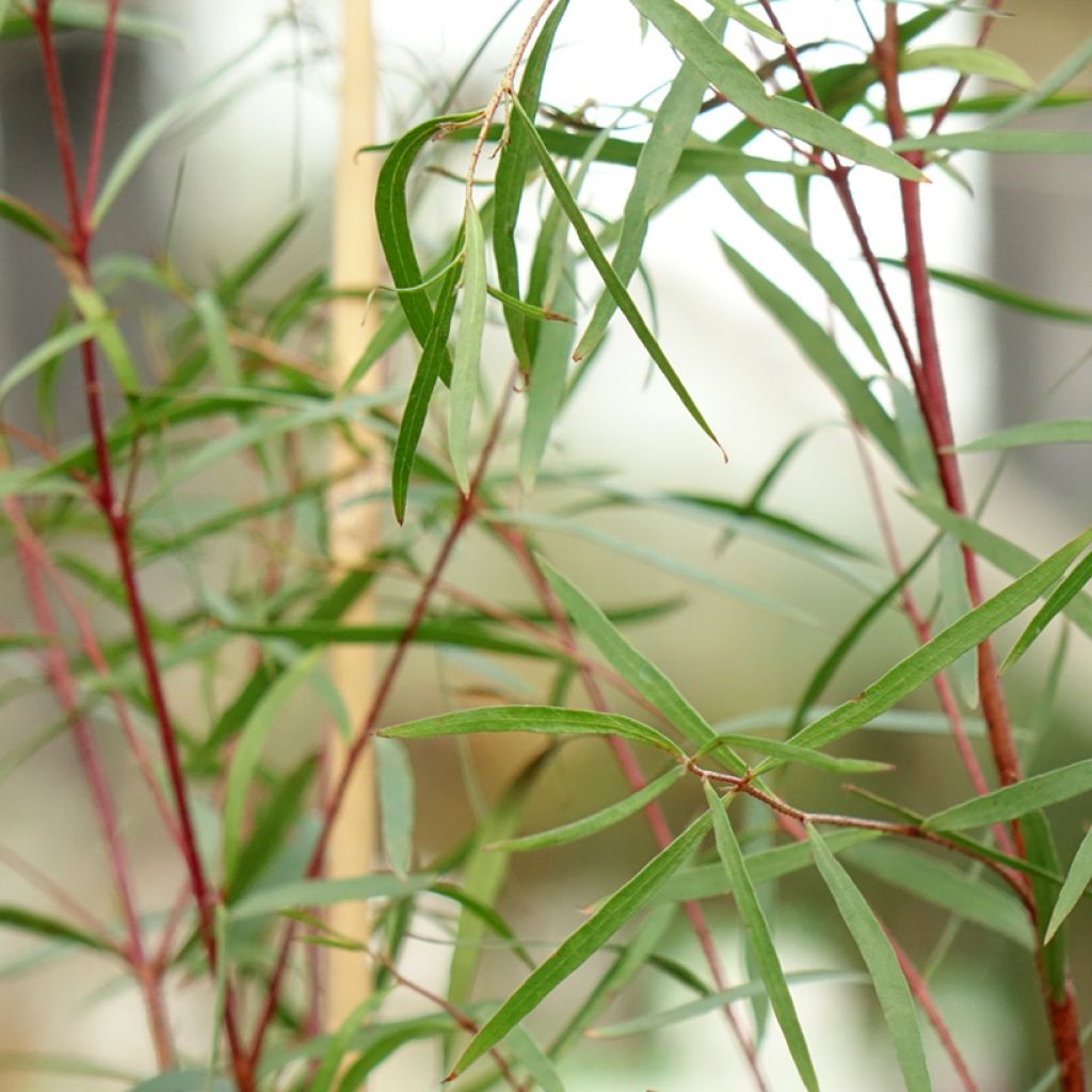 Eucalyptus pulchella - Eucalipto hermoso