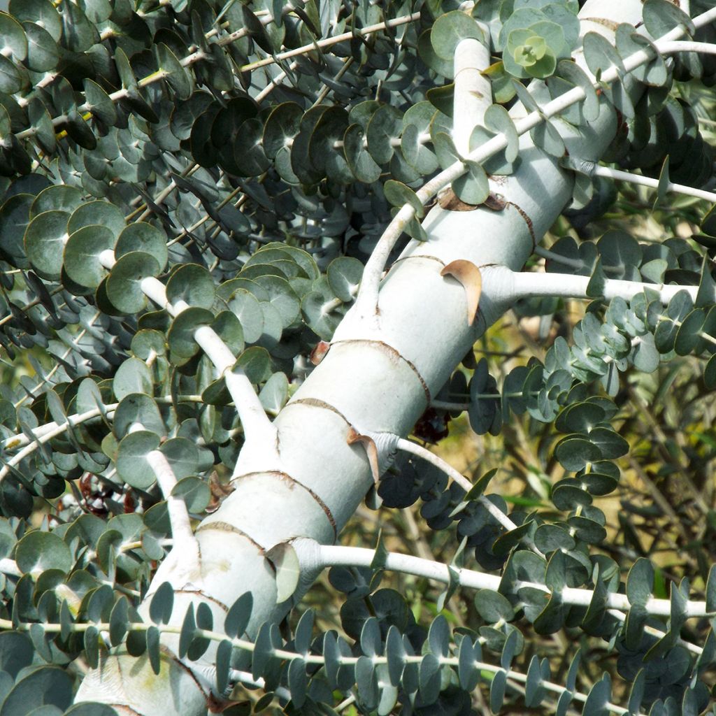 Eucalyptus pulverulenta - Eucalipto polvoriento