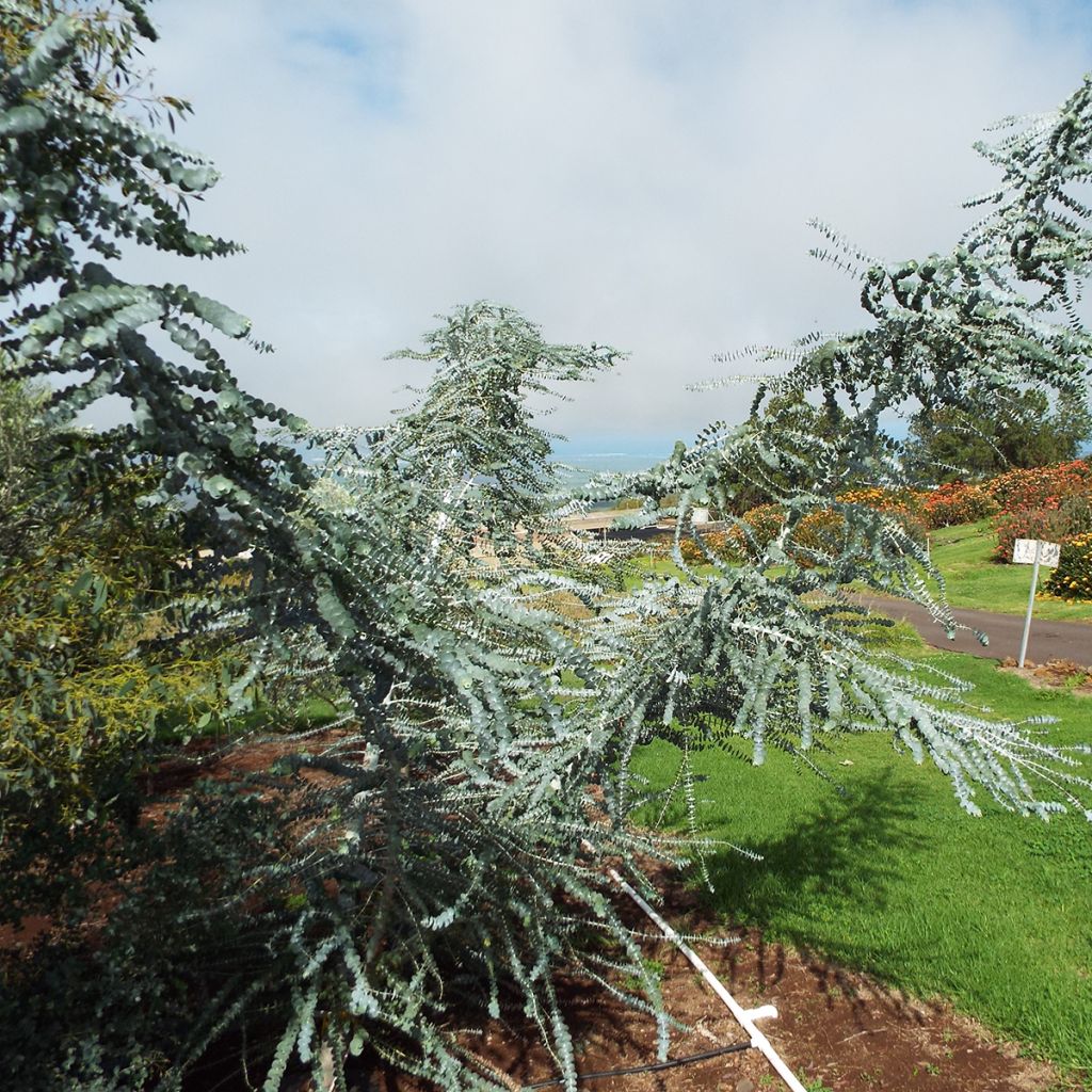 Eucalyptus pulverulenta - Eucalipto polvoriento