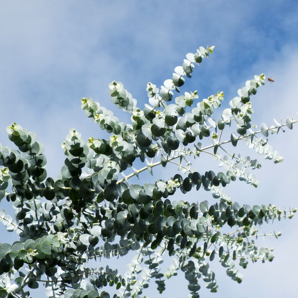 Eucalyptus pulverulenta - Eucalipto polvoriento