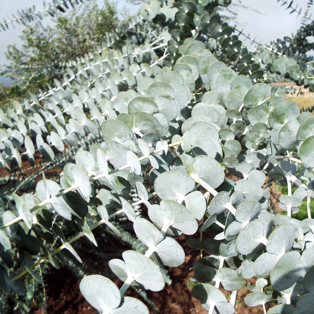 Eucalyptus pulverulenta - Eucalipto polvoriento