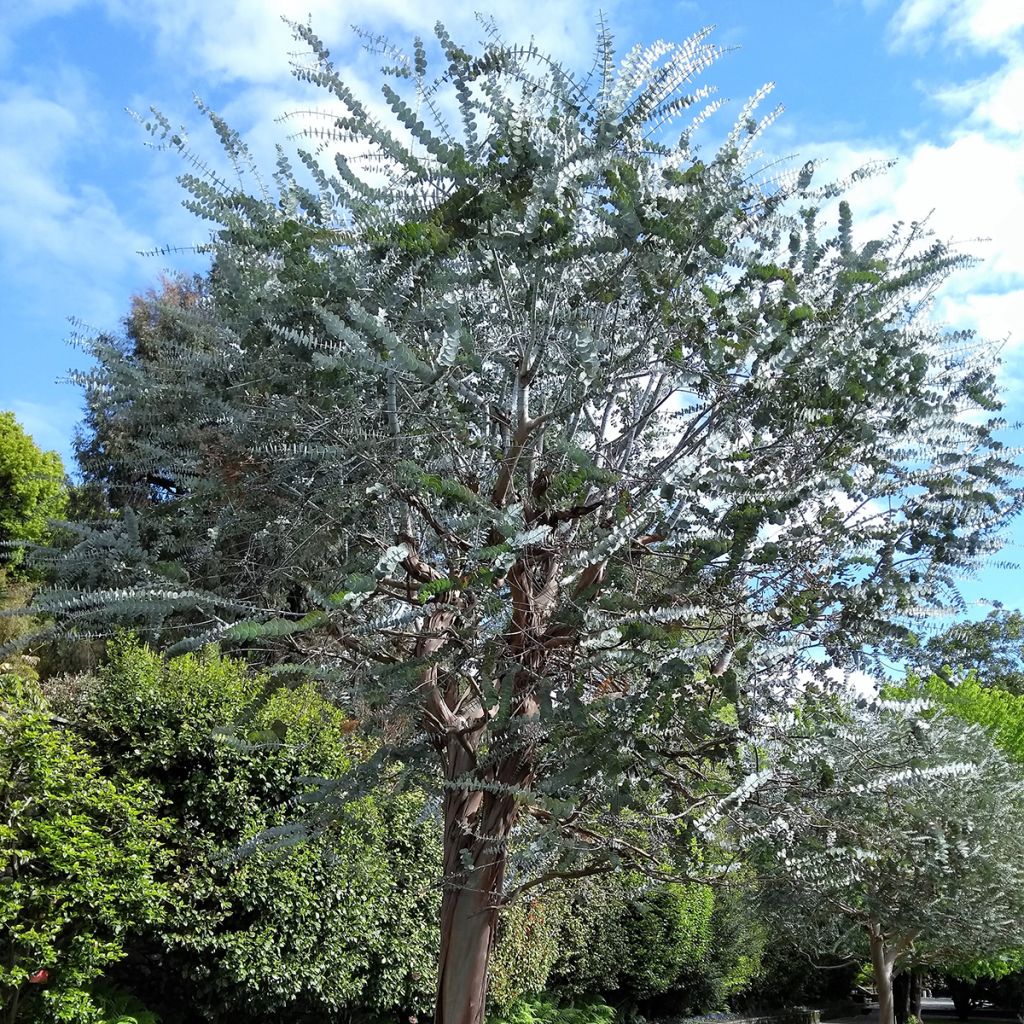 Eucalyptus pulverulenta - Eucalipto polvoriento