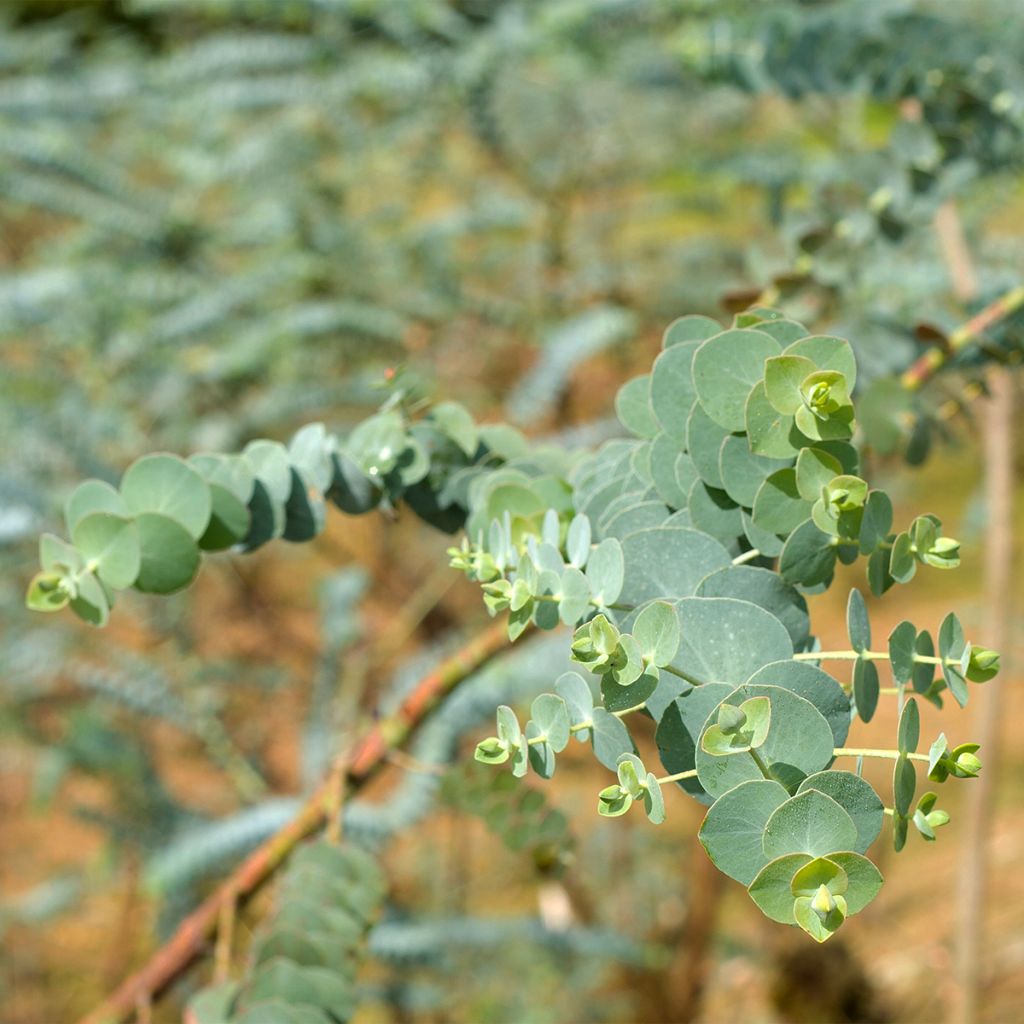 Eucalyptus pulverulenta - Eucalipto polvoriento