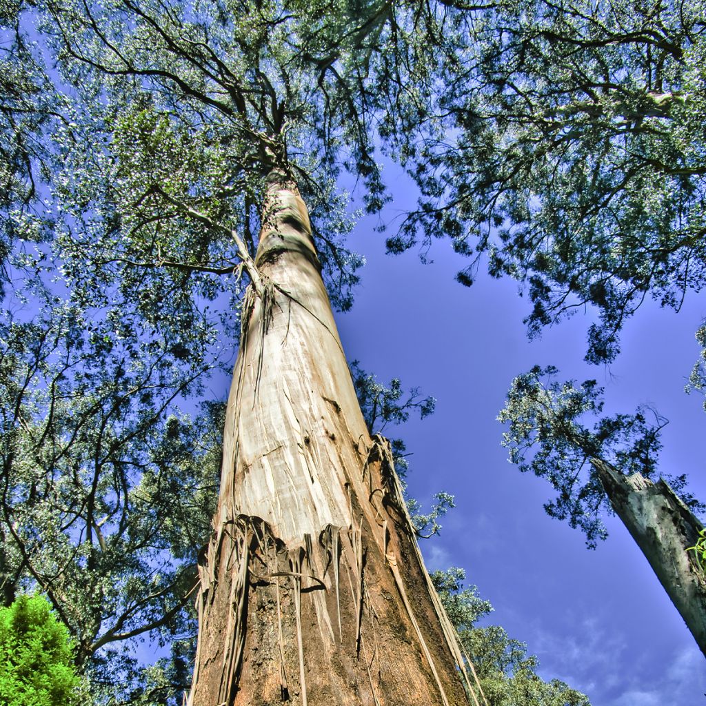 Eucalyptus regnans