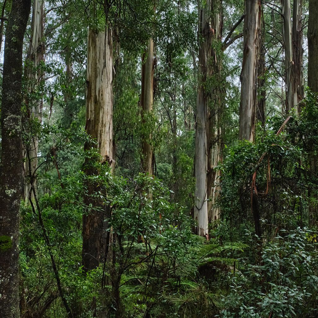 Eucalyptus regnans