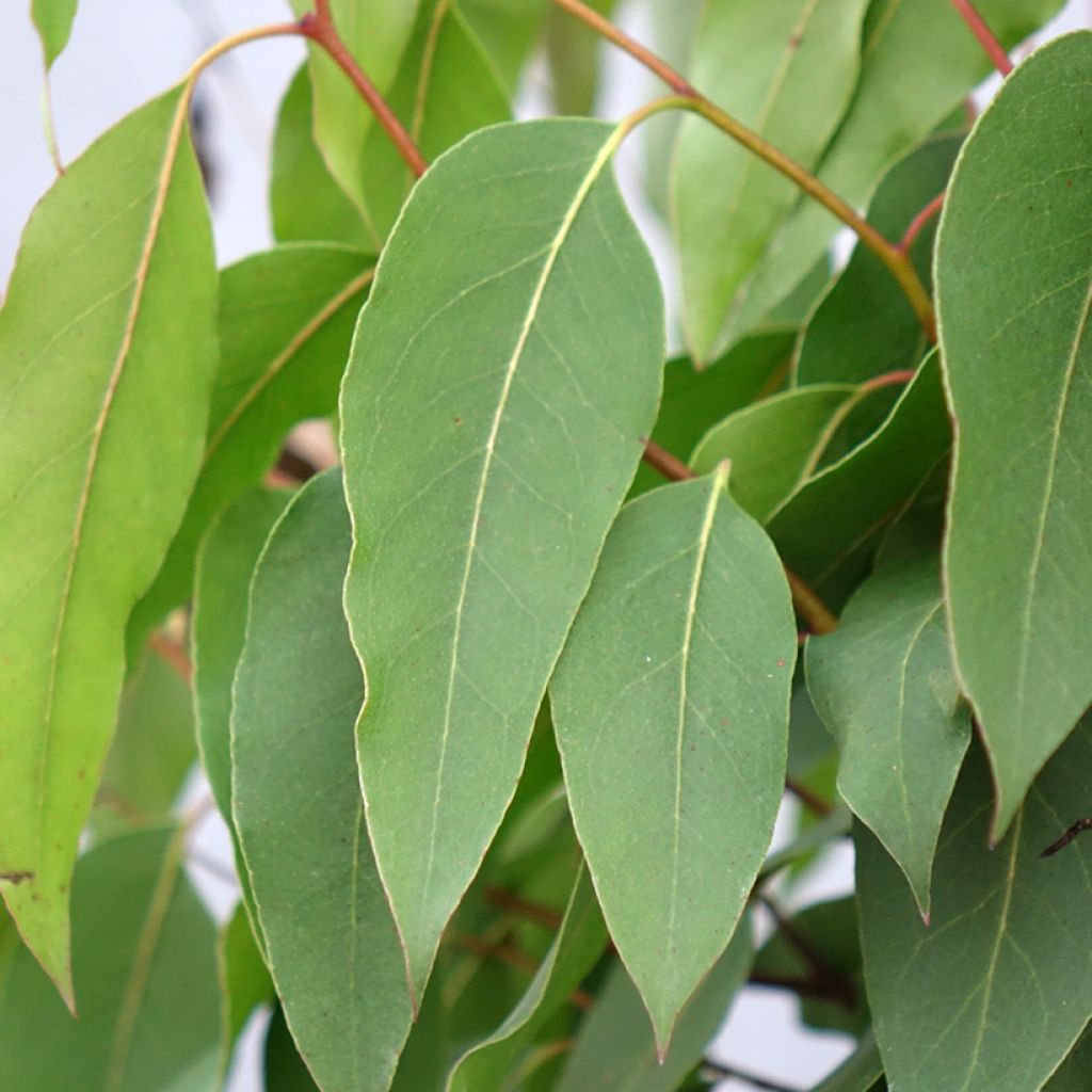 Eucalyptus regnans