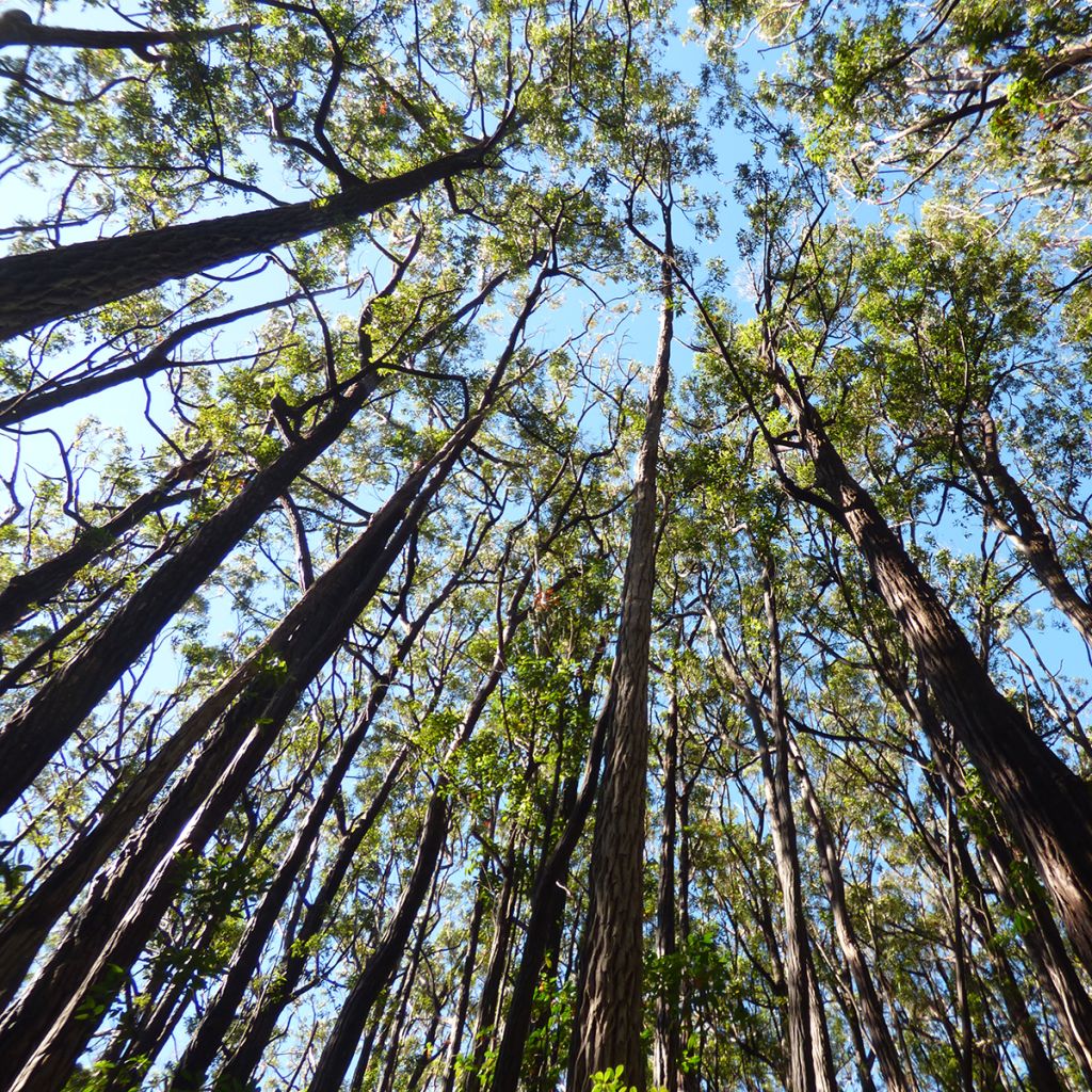 Eucalyptus robusta