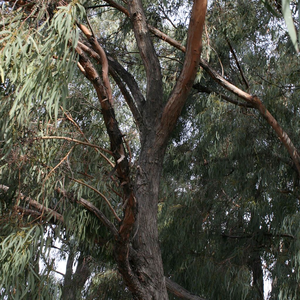 Eucalyptus rodwayi