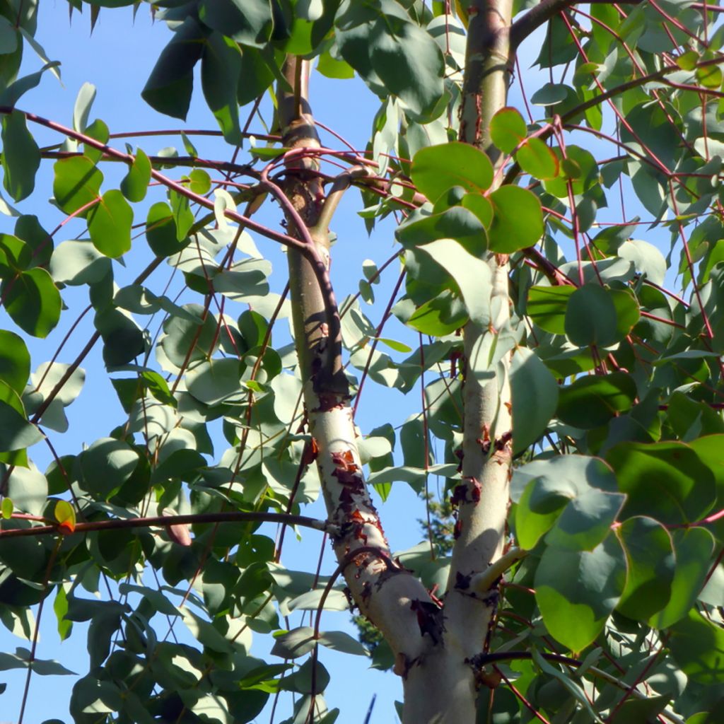 Eucalyptus rubida - Eucalipto rojizo