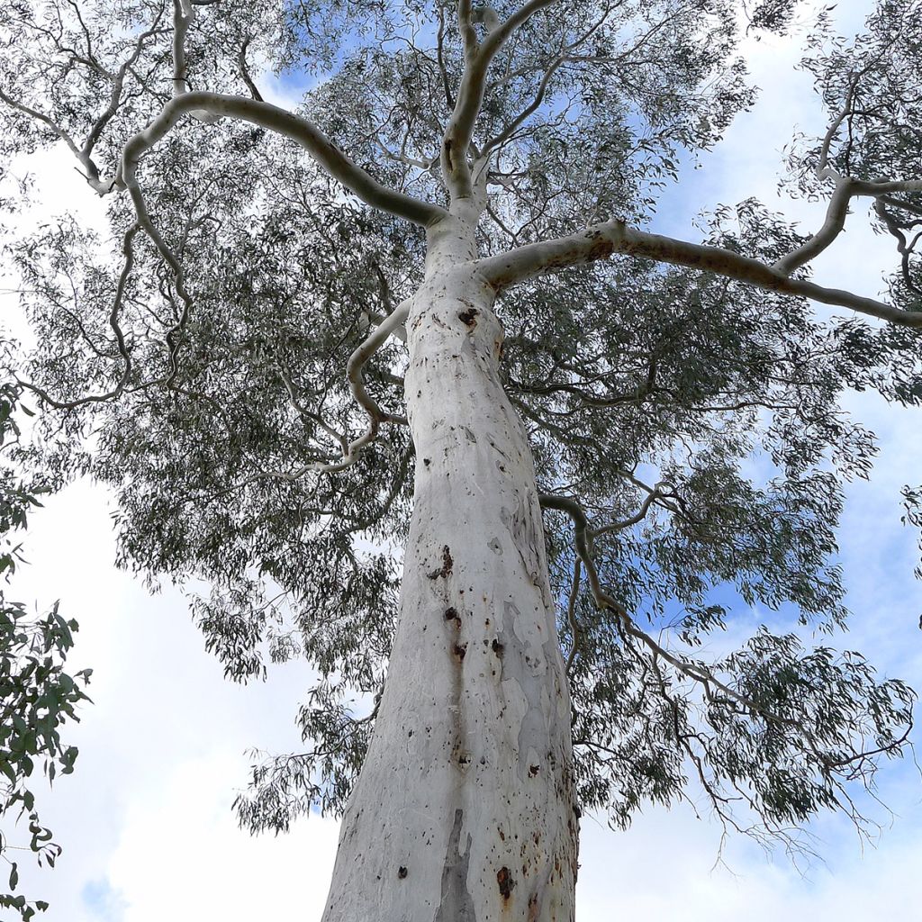 Eucalyptus rubida - Eucalipto rojizo