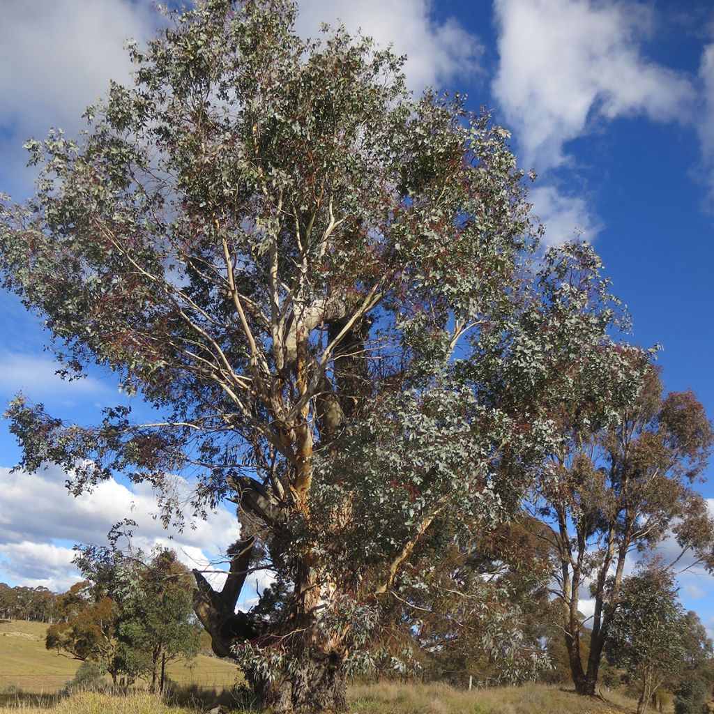 Eucalyptus rubida - Eucalipto rojizo