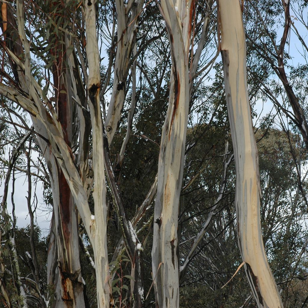 Eucalyptus saligna - Eucalipto de hoja de sauce