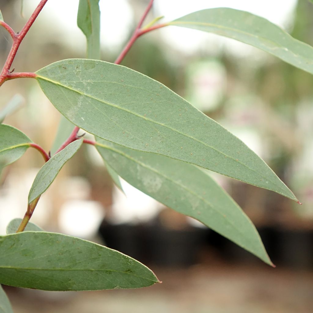 Eucalyptus tetraptera