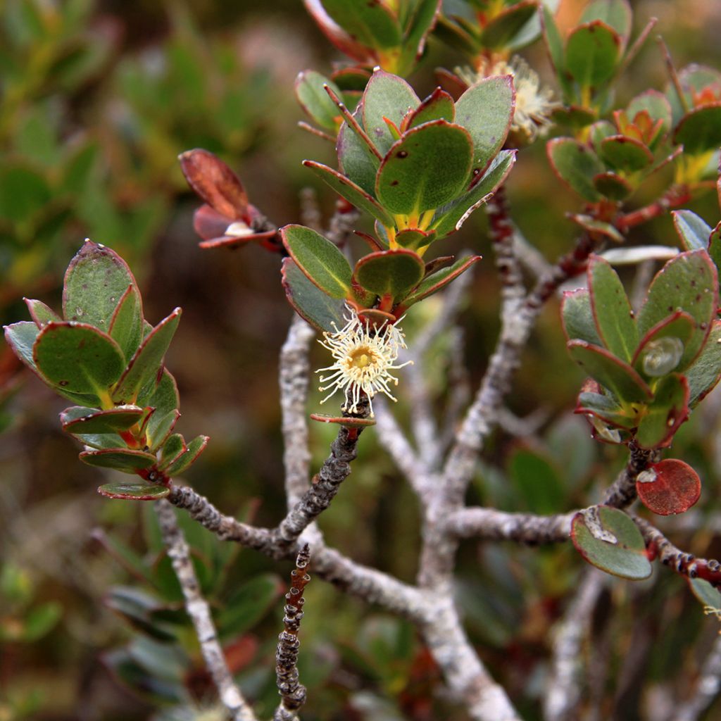 Eucalyptus vernicosa