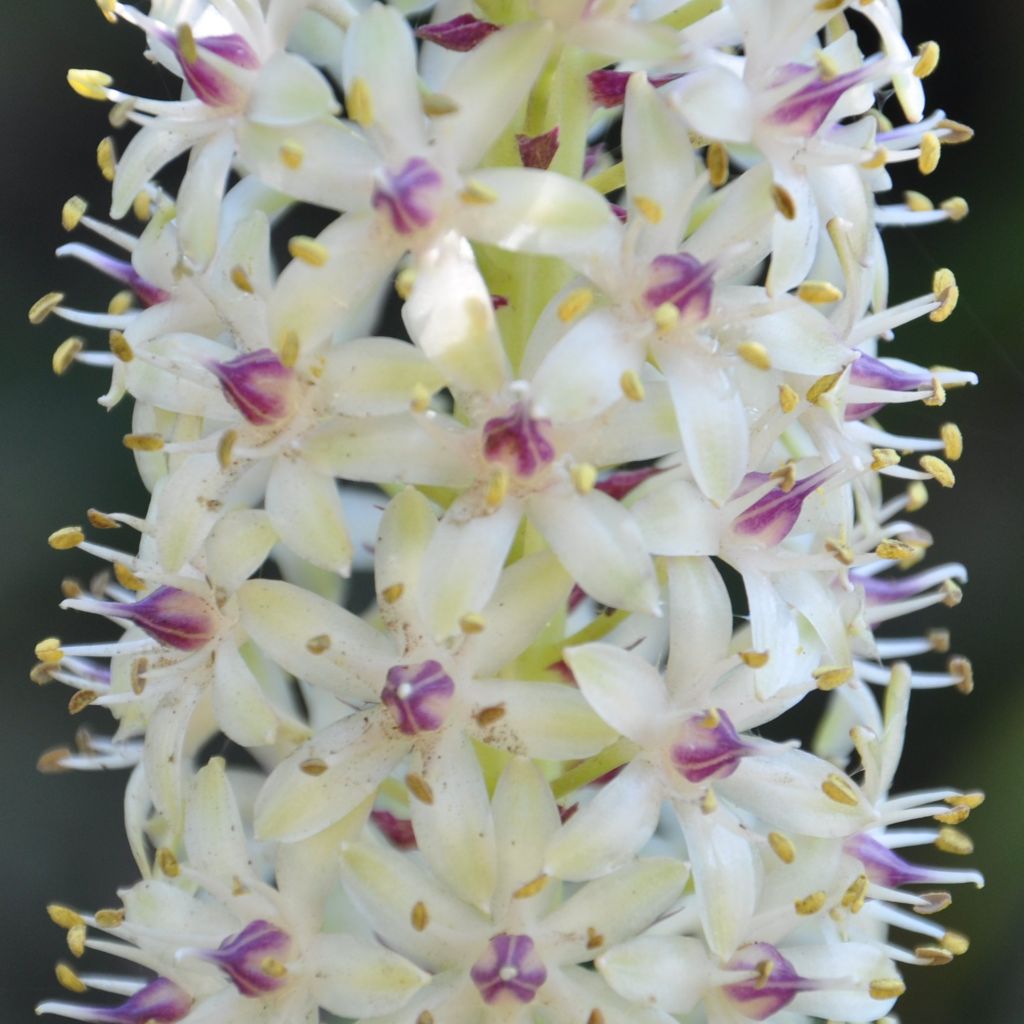 Eucomis pole-evansii