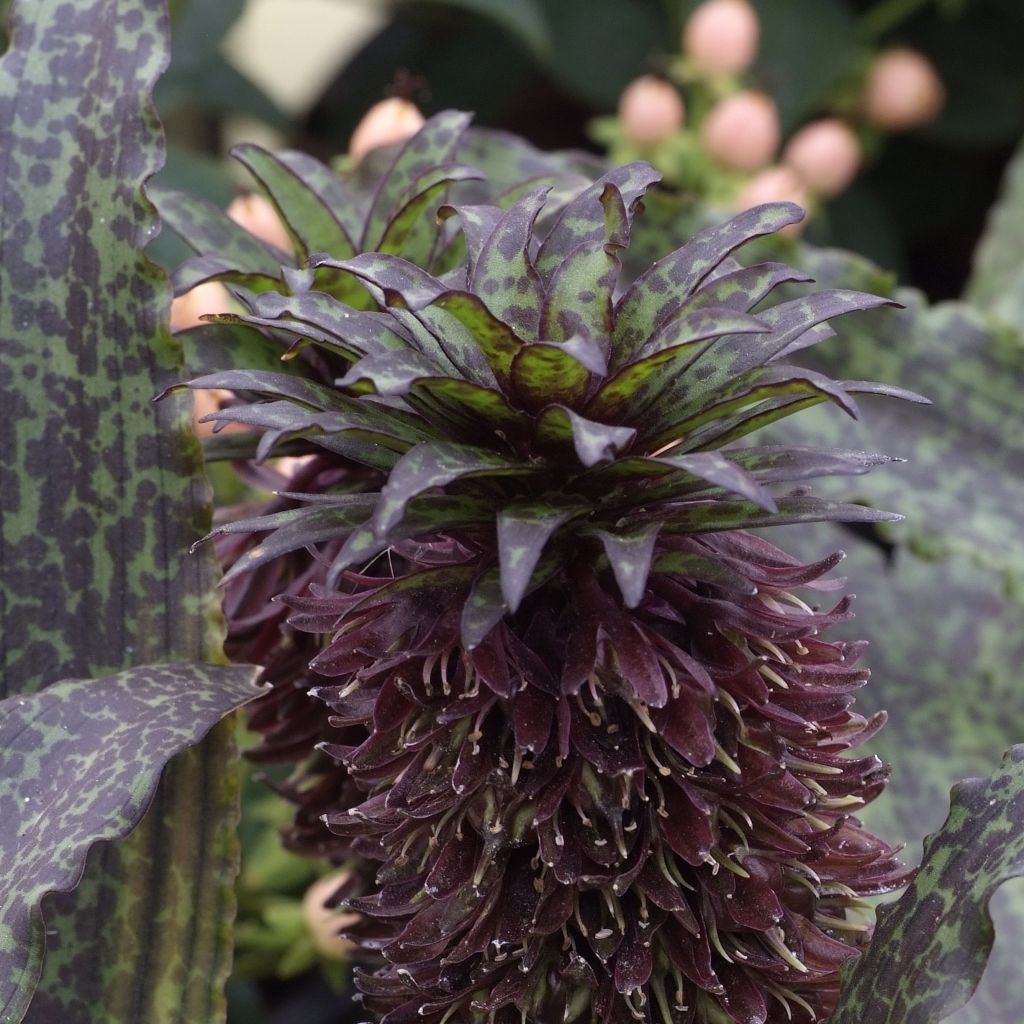 Eucomis vandermerwei - Lirio de piña